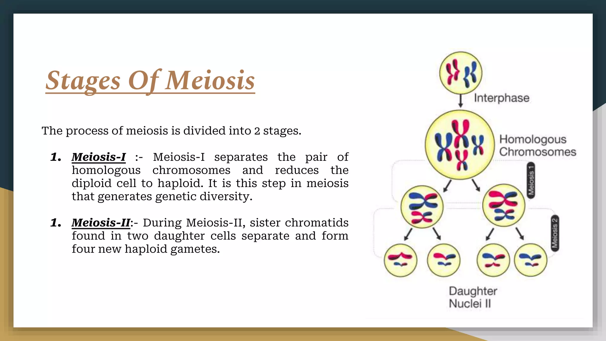 Hapliod Process Meiosis.pptx