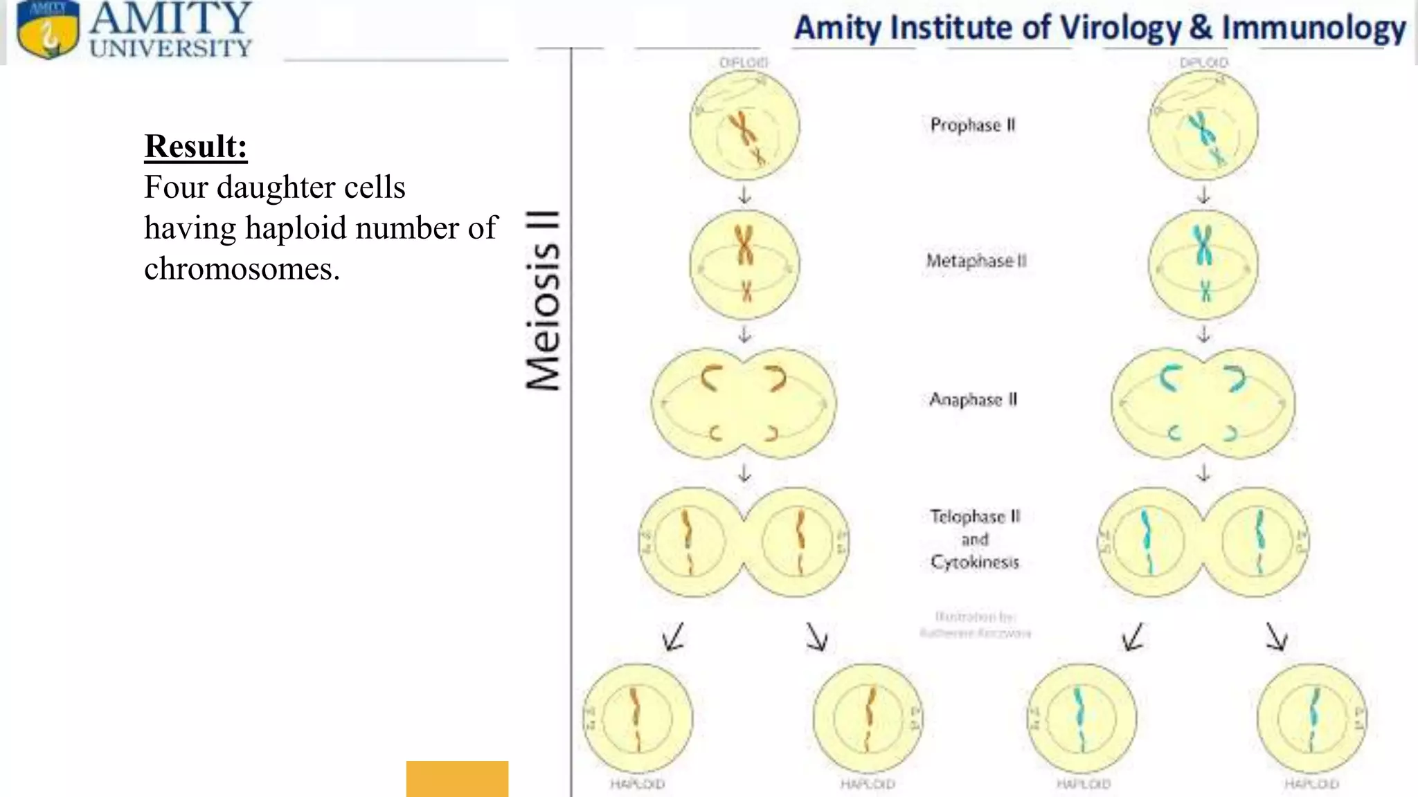 MEIOSIS.pptx