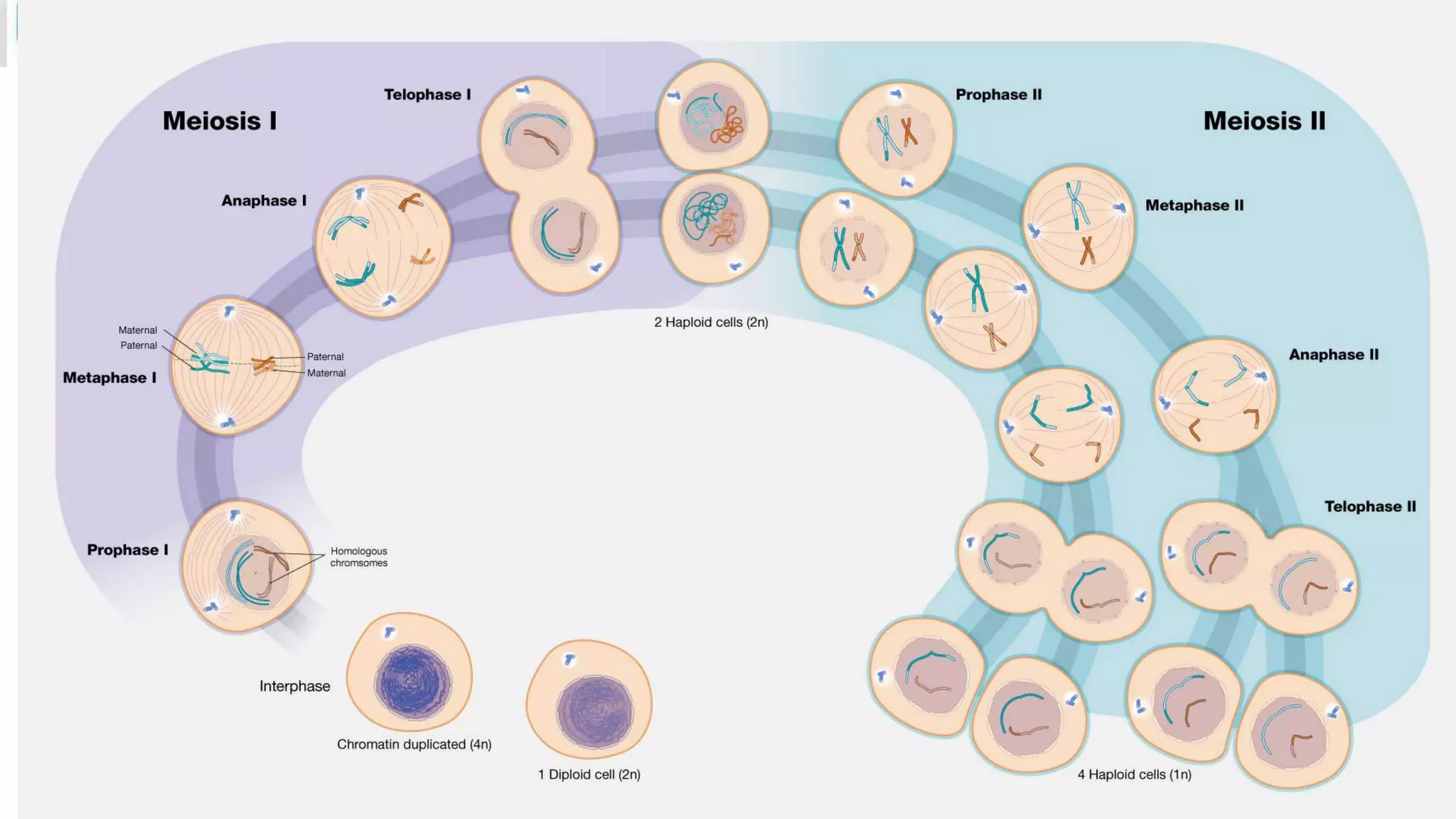 MEIOSIS.pptx