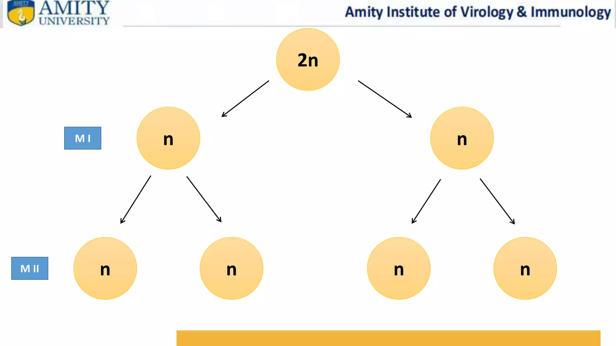 MEIOSIS.pptx