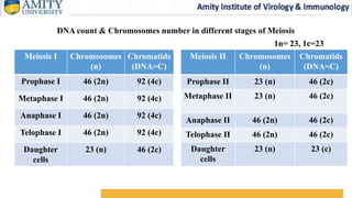 MEIOSIS.pptx