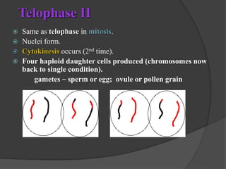 Meiosis _Science 8_ Quarter 4 _ LCBP ppt | PPT