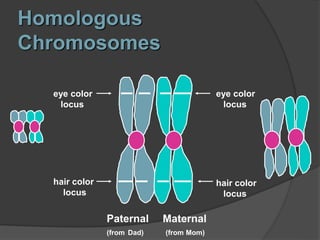 Meiosis _Science 8_ Quarter 4 _ LCBP ppt | PPT