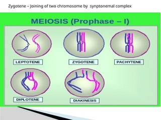 Meiosis (Meiosis I and Meiosis II)- Outline | PPTX