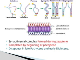 Meiosis (Meiosis I and Meiosis II)- Outline | PPTX