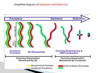 Meiosis (Meiosis I and Meiosis II)- Outline | PPTX
