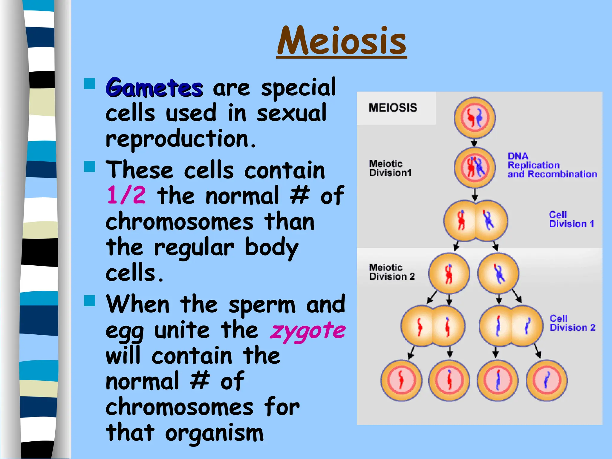 meiosis (gametes making or cell division).ppt