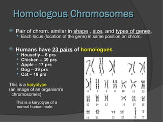 Humans Homologues Meiosis- Cell Division for Senior High School | PPT