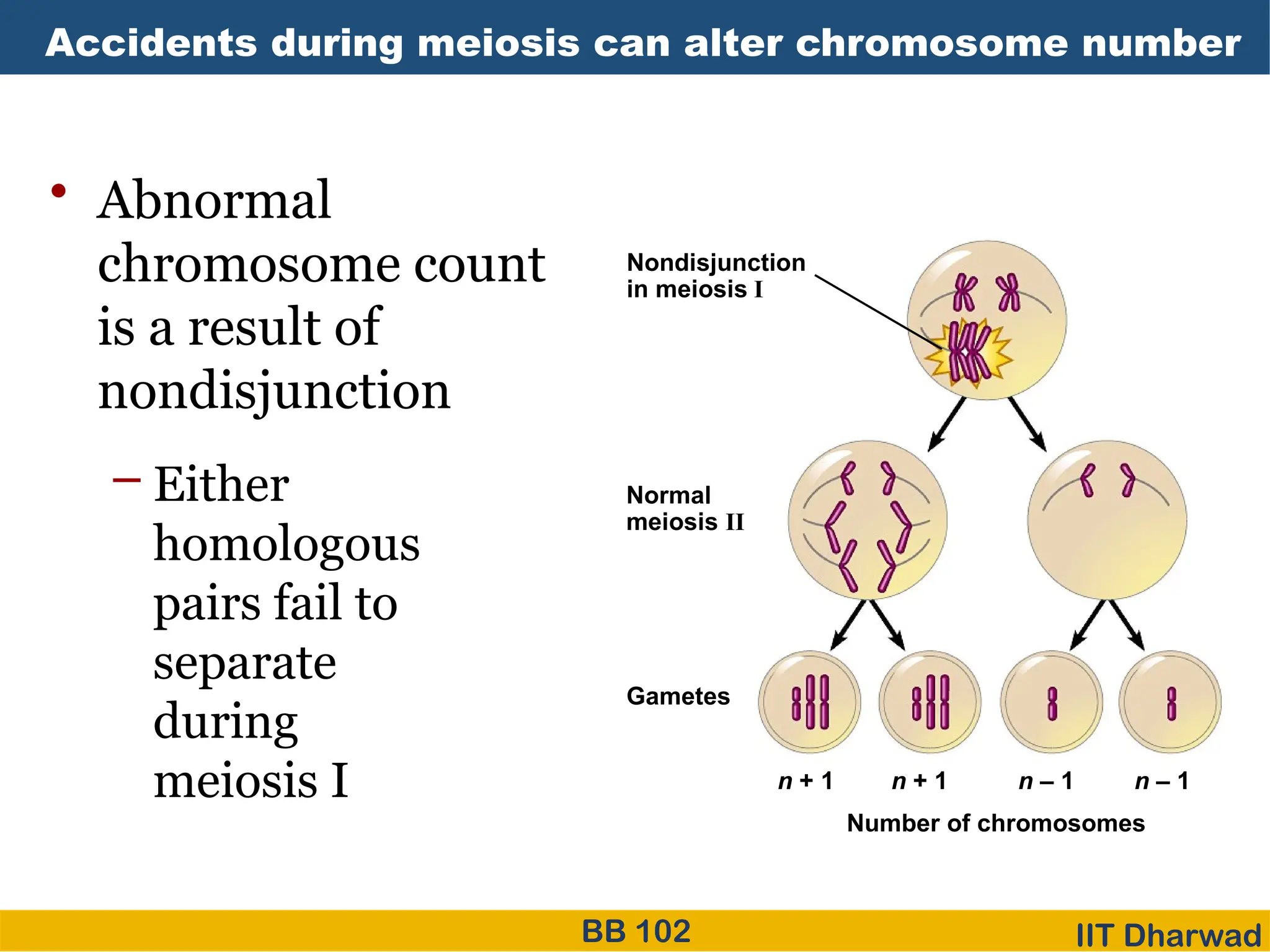 Meiosis cell division biology ppt .pptx
