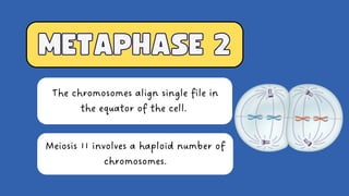 Meiosis process explained breiflyyyyy.pdf