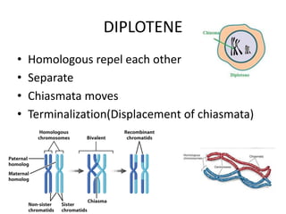 Terminalization Finger Meiosis: Stages, Mechanism, and Significance of Reduction Division | PDF