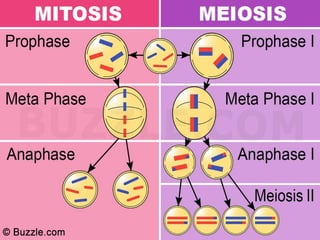Meiosis: Stages, Mechanism, and Significance of Reduction Division | PDF