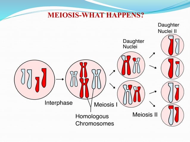 Meiosis converted(1) | PPT