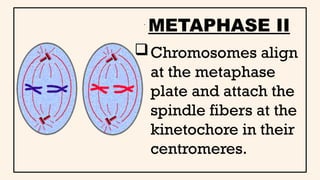 MEIOSIS-Science Grade lesson FINAL.pptx