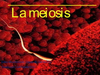 La meiosis


Gilles Bourbonnais Cégep de Sainte-Foy
Traducción: GAToledo/SFC
 