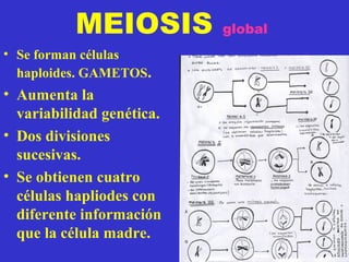 MEIOSIS global
• Se forman células
haploides. GAMETOS.
• Aumenta la
variabilidad genética.
• Dos divisiones
sucesivas.
• Se obtienen cuatro
células hapliodes con
diferente información
que la célula madre.
 