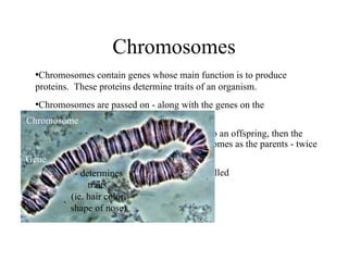 Chromosomes ,[object Object],[object Object],[object Object],[object Object],Chromosome - determines traits  (ie. hair color, shape of nose) Gene 