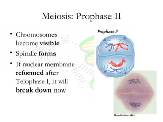 Meiosis Notes | PPT