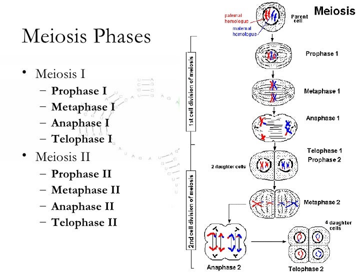 Meiosis Notes