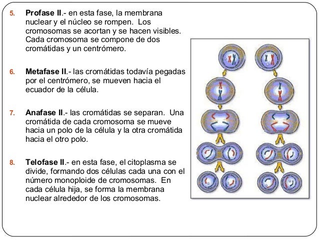Meiosis (1)