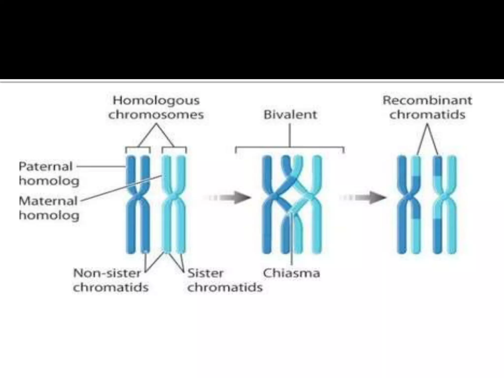 Meiosis-THE REDUCTIONAL DIVISION