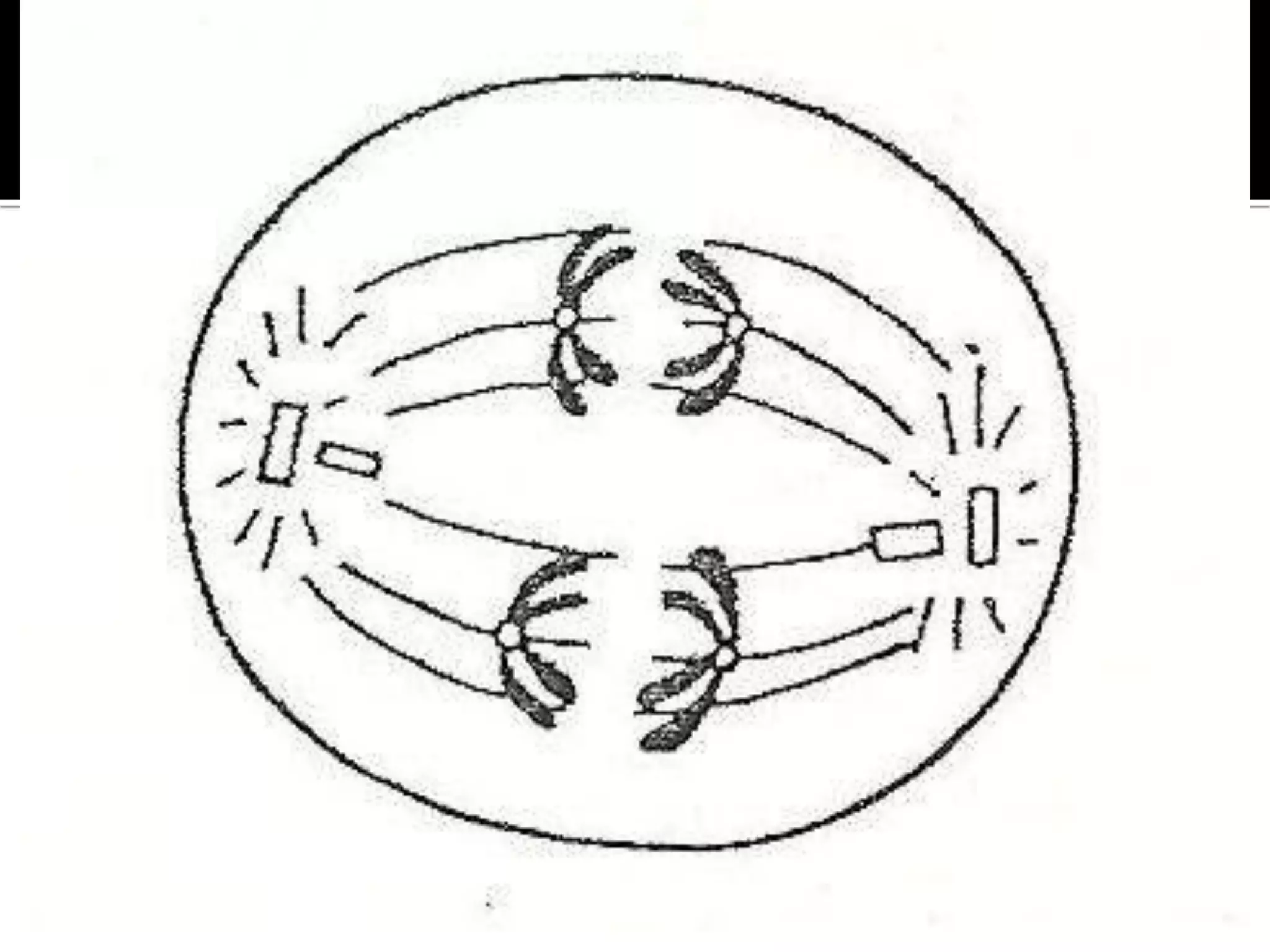 Meiosis-THE REDUCTIONAL DIVISION