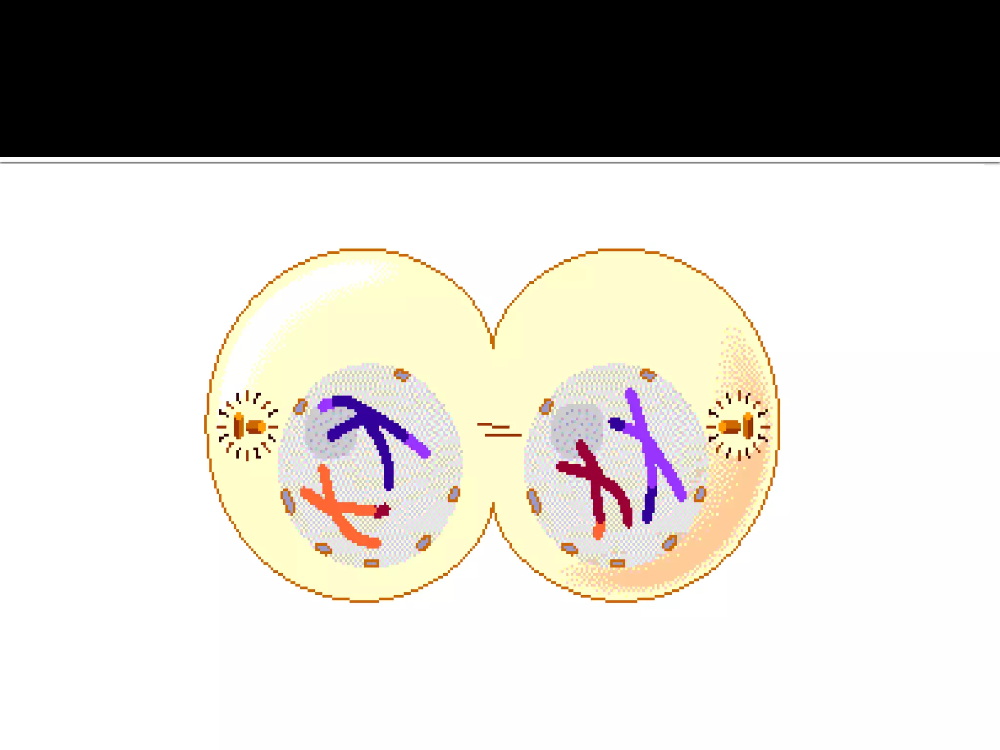 Meiosis-THE REDUCTIONAL DIVISION