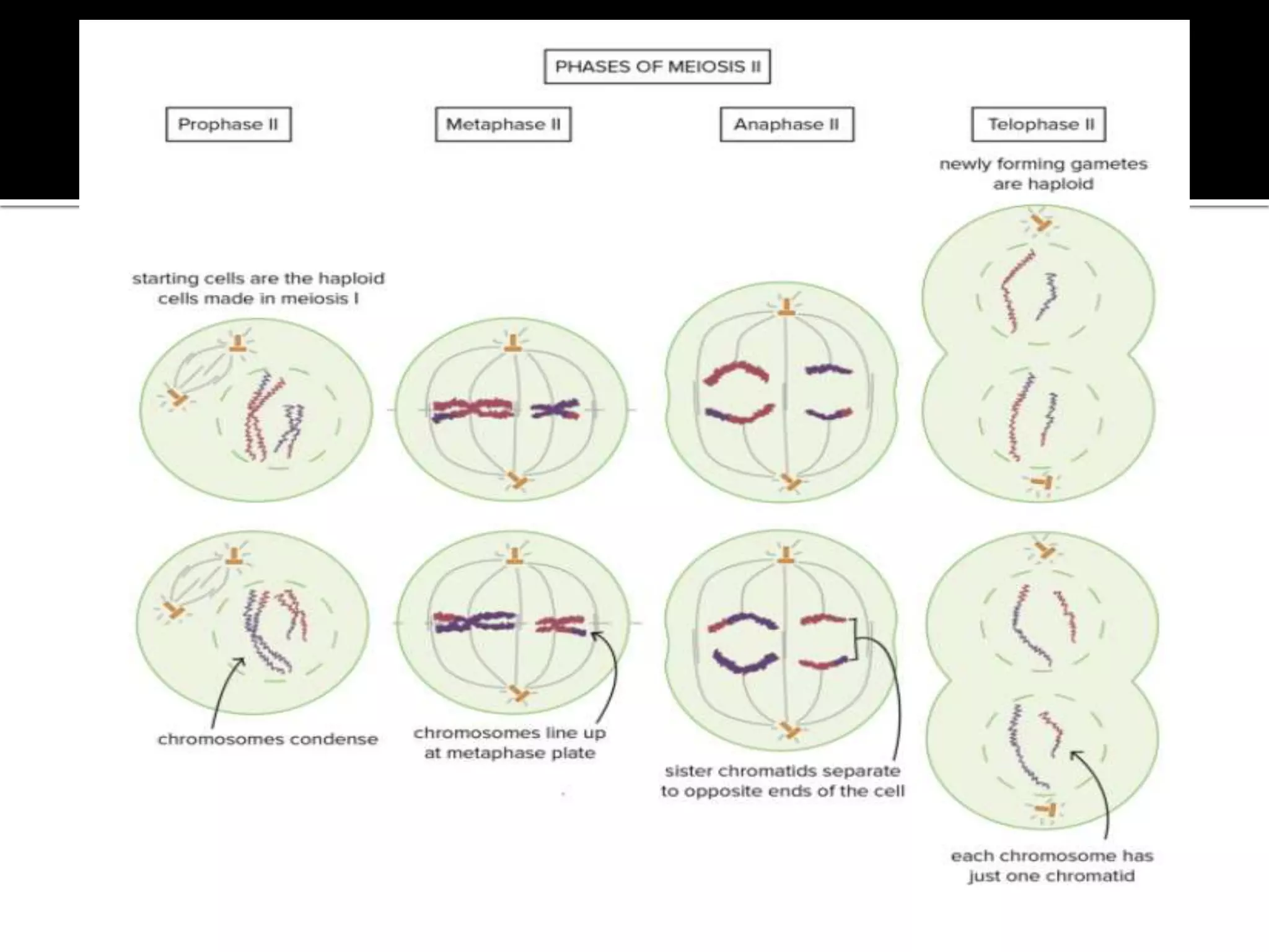 Meiosis-THE REDUCTIONAL DIVISION