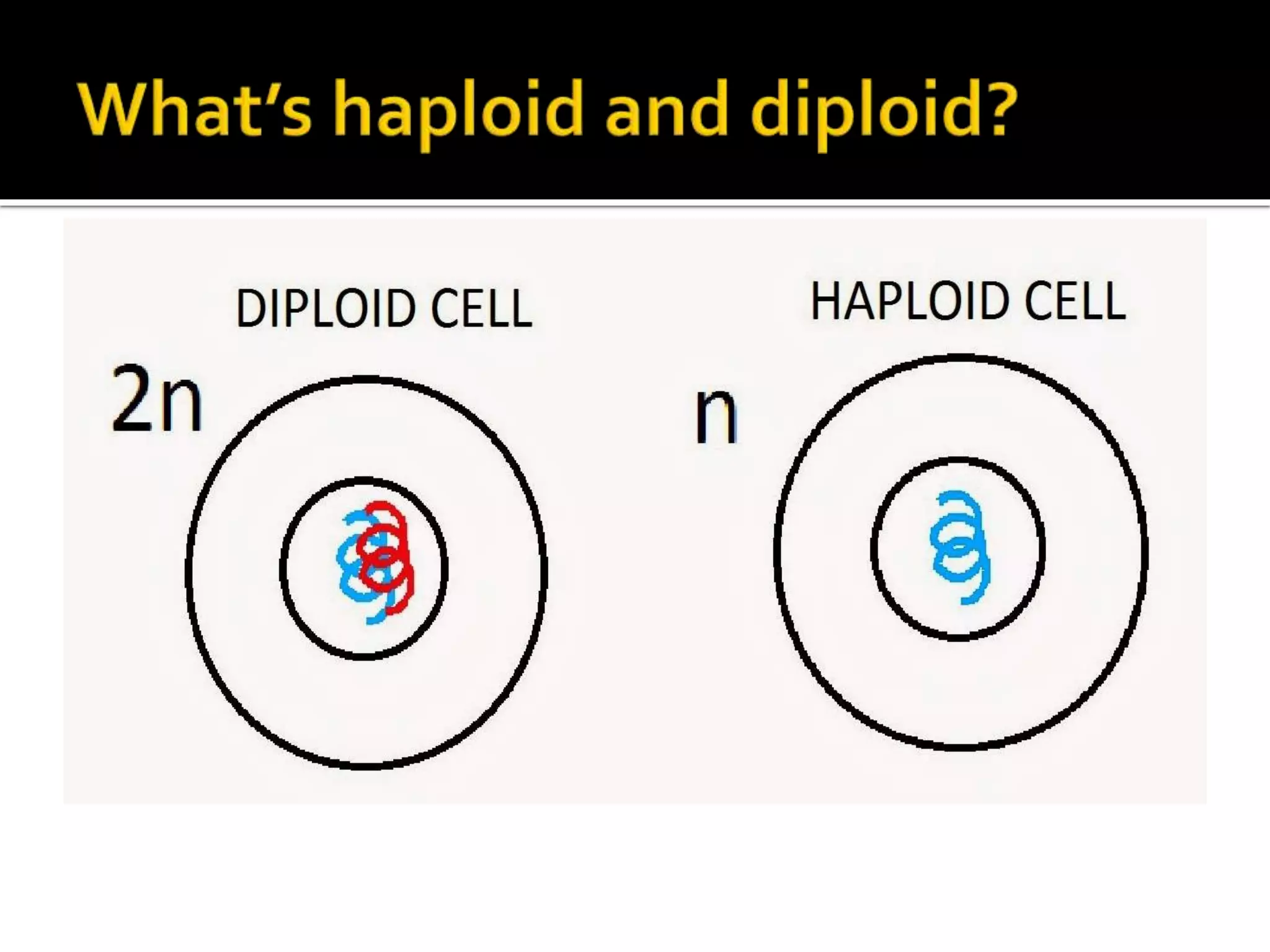 Meiosis-THE REDUCTIONAL DIVISION