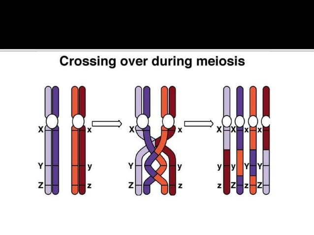 THE REDUCTIONAL DIVISION Biology Diagrams