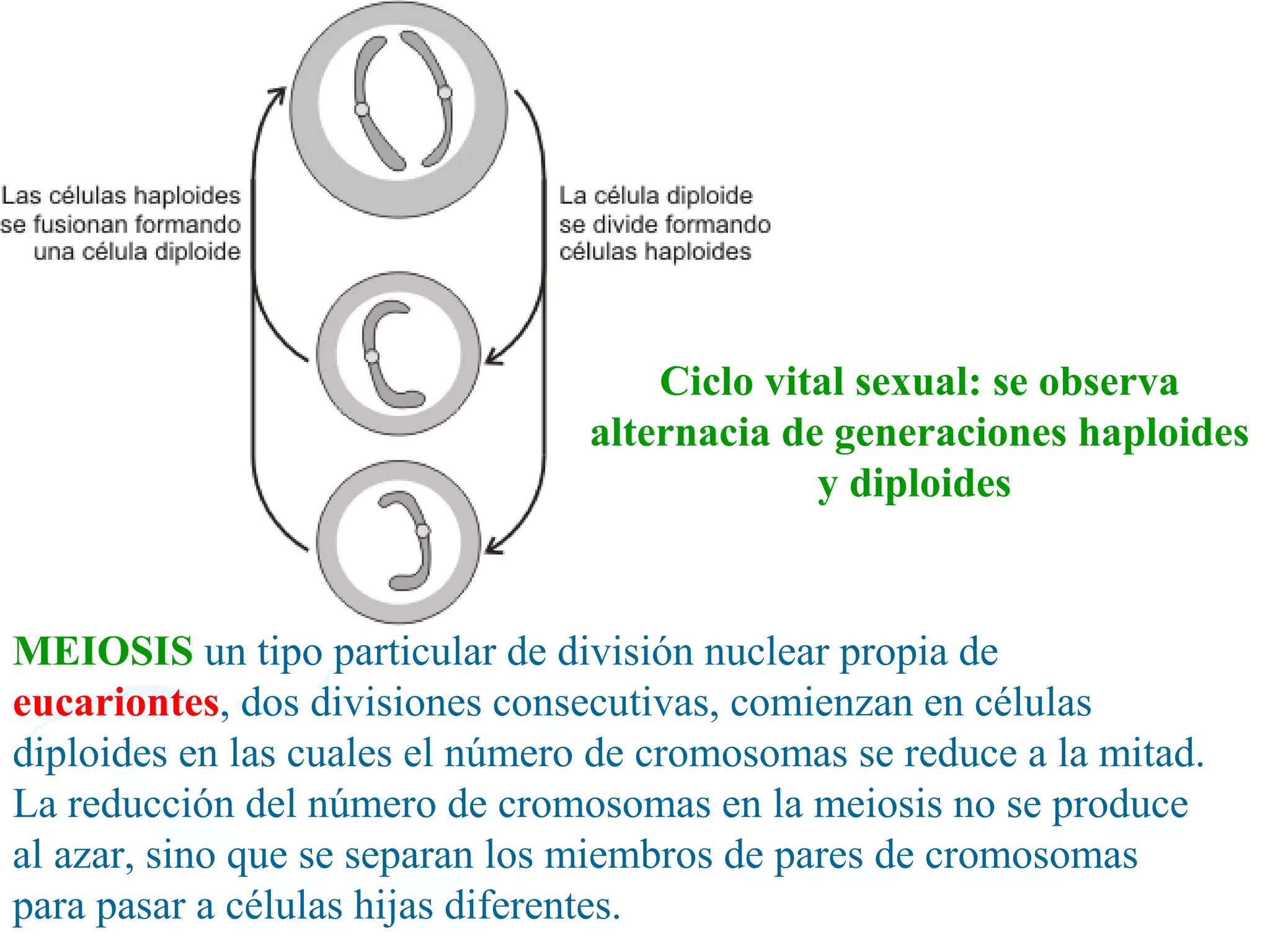 Ciclo vital sexual: se observa
                                 alternacia de generaciones haploides
                                              y diploides


MEIOSIS un tipo particular de división nuclear propia de
eucariontes, dos divisiones consecutivas, comienzan en células
diploides en las cuales el número de cromosomas se reduce a la mitad.
La reducción del número de cromosomas en la meiosis no se produce
al azar, sino que se separan los miembros de pares de cromosomas
para pasar a células hijas diferentes.
 