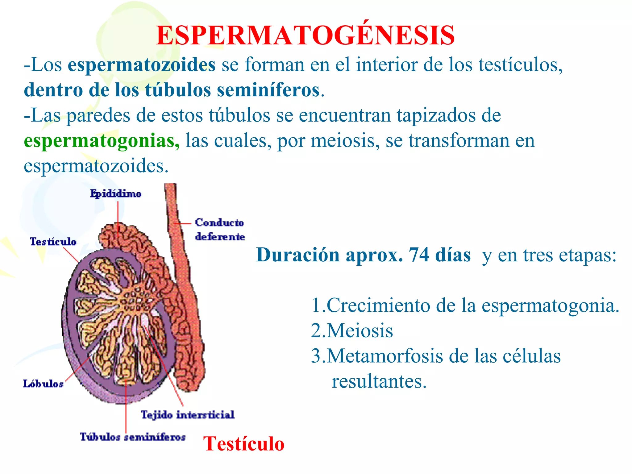 ESPERMATOGÉNESIS
-Los espermatozoides se forman en el interior de los testículos,
dentro de los túbulos seminíferos.
-Las paredes de estos túbulos se encuentran tapizados de
espermatogonias, las cuales, por meiosis, se transforman en
espermatozoides.



                           Duración aprox. 74 días y en tres etapas:

                                  1.Crecimiento de la espermatogonia.
                                  2.Meiosis
                                  3.Metamorfosis de las células
                                    resultantes.

                     Testículo
 