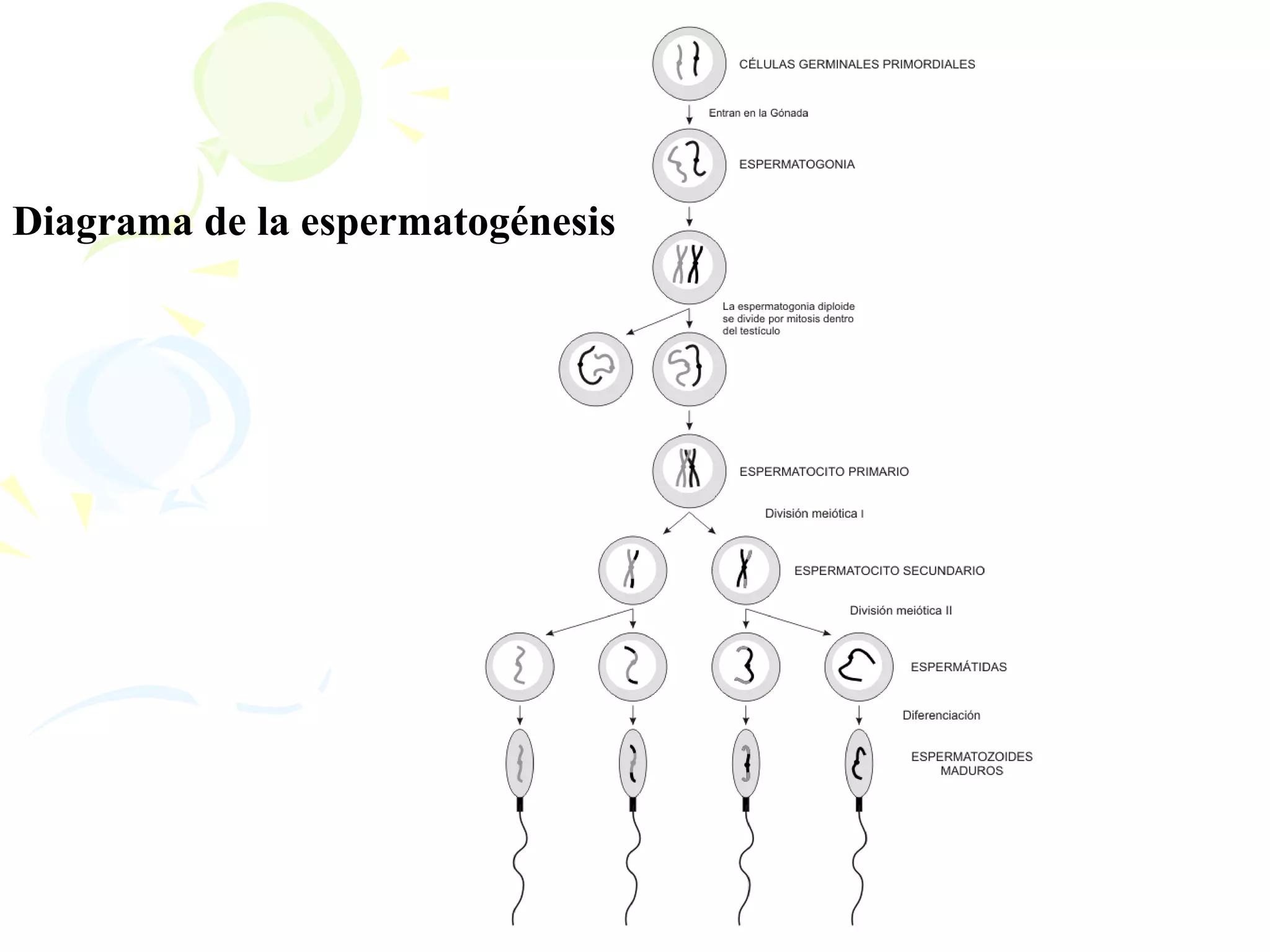 Diagrama de la espermatogénesis
 