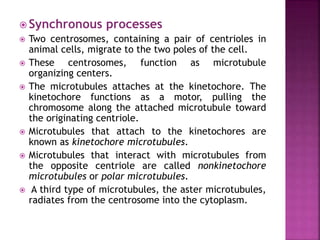 Synchronous Cell Divisions Meiosis | PPTX