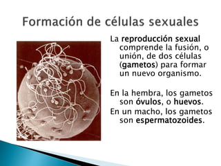 La reproducción sexual
comprende la fusión, o
unión, de dos células
(gametos) para formar
un nuevo organismo.
En la hembra, los gametos
son óvulos, o huevos.
En un macho, los gametos
son espermatozoides.
 