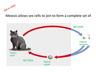 Meiosis allows sex cells to join to form a complete set of chromosomes/instructions to make a new organism. Copyright Pearson Prentice Hall Haploid gametes MEIOSIS Diploid zygote MITOSIS Diploid adult Not in notes 