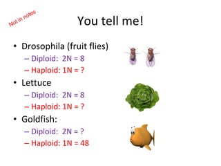 You tell me! Drosophila (fruit flies) Diploid:  2N = 8 Haploid: 1N = ? Lettuce Diploid:  2N = 8 Haploid: 1N = ? Goldfish: Diploid:  2N = ? Haploid: 1N = 48 Not in notes 