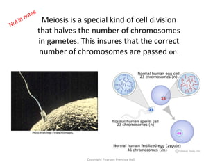 Meiosis is a special kind of cell division that halves the number of chromosomes in gametes. This insures that the correct number of chromosomes are passed  on. Copyright Pearson Prentice Hall Not in notes 