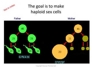 The goal is to make haploid sex cells Copyright Pearson Prentice Hall 1 st  division 2 nd  division Not in notes 