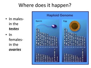 Where does it happen?  In males- in the  testes In females- in the  ovaries 