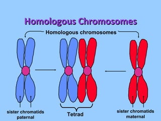 Homologous Chromosomes Homologous chromosomes sister chromatids paternal sister chromatids maternal Tetrad 
