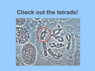 Check out the tetrads! 