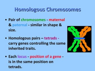 Homologous Chromosomes Pair of  chromosomes  -  maternal  &  paternal  - similar in shape & size. Homologous pairs –  tetrads -  carry genes controlling the same inherited traits. Each  locus  -  position of a gene  -   is in the same position on tetrads. 