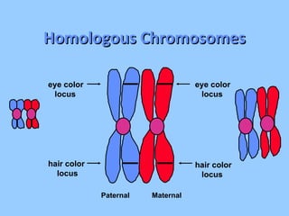 Homologous Chromosomes Paternal Maternal eye color locus eye color locus hair color locus hair color locus 
