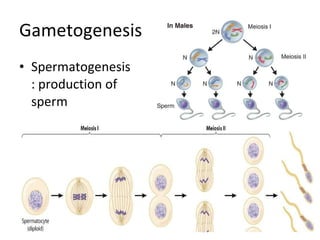 Gametogenesis Spermatogenesis: production of sperm 