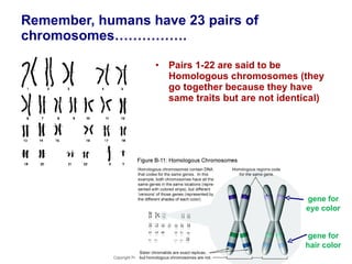 Remember, humans have 23 pairs of chromosomes……………. Pairs 1-22 are said to be Homologous chromosomes (they go together because they have same traits but are not identical) Copyright Pearson Prentice Hall gene for eye color gene for hair color 