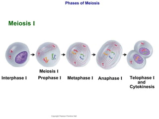 Phases of Meiosis Meiosis  I Copyright Pearson Prentice Hall Prophase  I Metaphase  I Anaphase  I Telophase  I  and  Cytokinesis Interphase  I Meiosis  I 