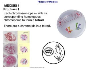 Phases of Meiosis Each chromosome pairs with its corresponding homologous chromosome to form a  tetrad . There are  4  chromatids in a tetrad . Copyright Pearson Prentice Hall MEIOSIS I  Prophase   I 