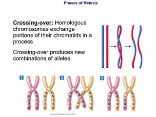 Phases of Meiosis Crossing-over:  Homologous chromosomes exchange portions of their chromatids in a process Crossing-over produces new combinations of alleles. Copyright Pearson Prentice Hall 