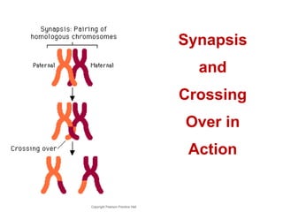 Synapsis and Crossing Over in Action Copyright Pearson Prentice Hall 